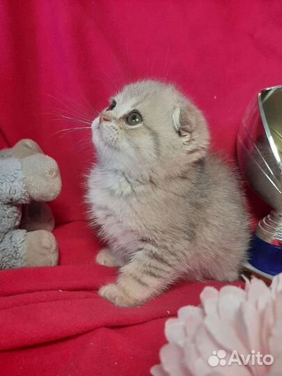 Котенок шиншилла голубой на золоте