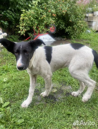 Собака щенок кобель мальчик бесплатно добрые руки