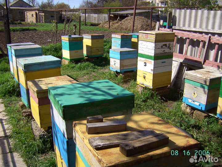 Продам пчелосемьи отводки пчел Сушь