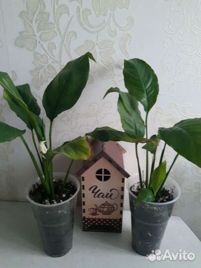 Спатифиллум