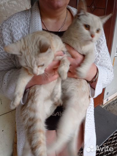 Котята отдам бесплатно
