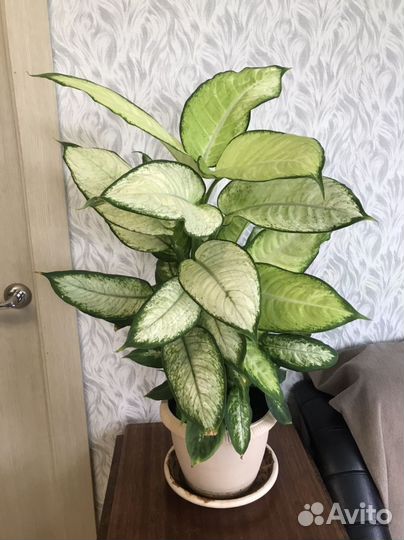 Комнатные цветы 2