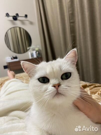 Кошка серебристая шиншилла