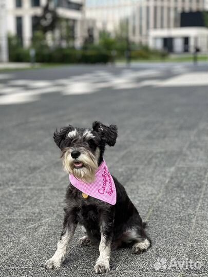 Бандана для собак