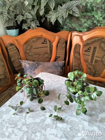 Цветы комнатные ампельные Традесканция,хойя и др