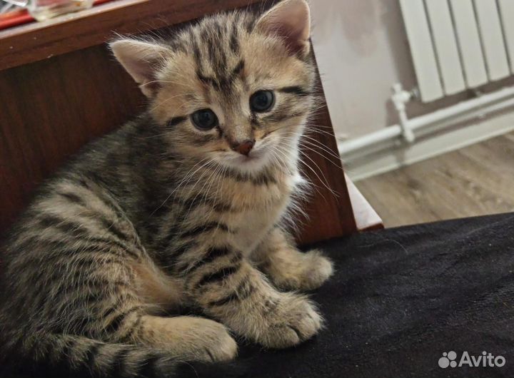 Отдам котенка в добрые руки