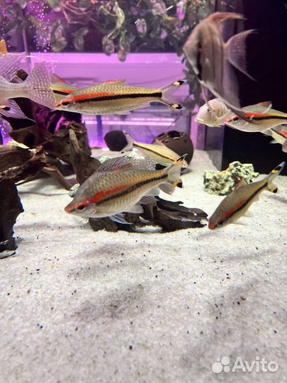 Мезонаут, барбус денисони