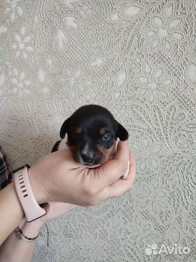 Щенки джек Рассел терьер