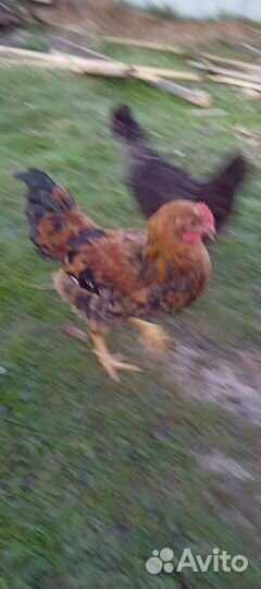 Куры петухи