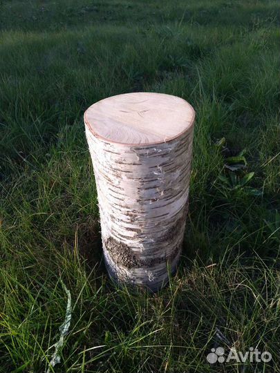 Пень берёзовый