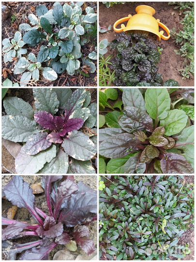 Почвопокровники разные