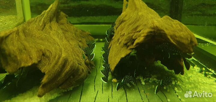 Анциструс звездчатый L181