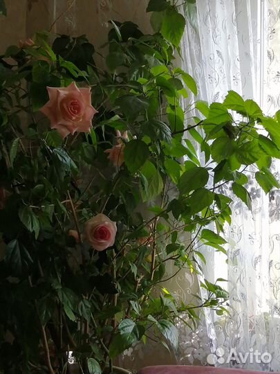 Гибискус китайская роза