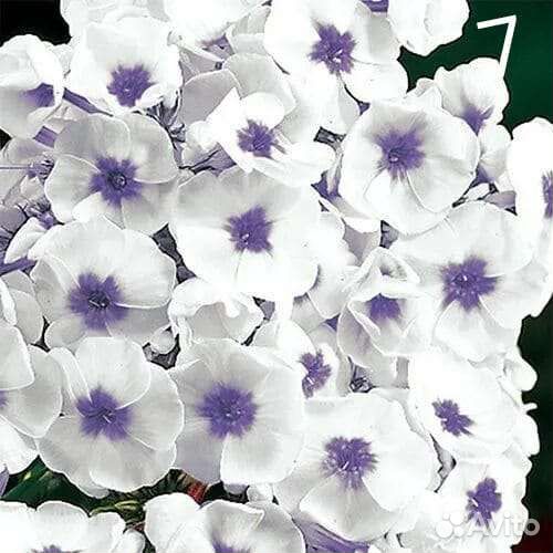 Флоксы многолетние