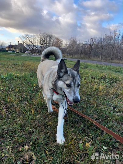 Лайка из приюта ищет дом