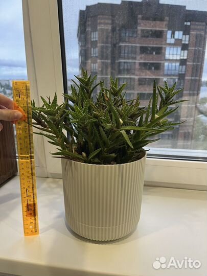 Разные кактусы