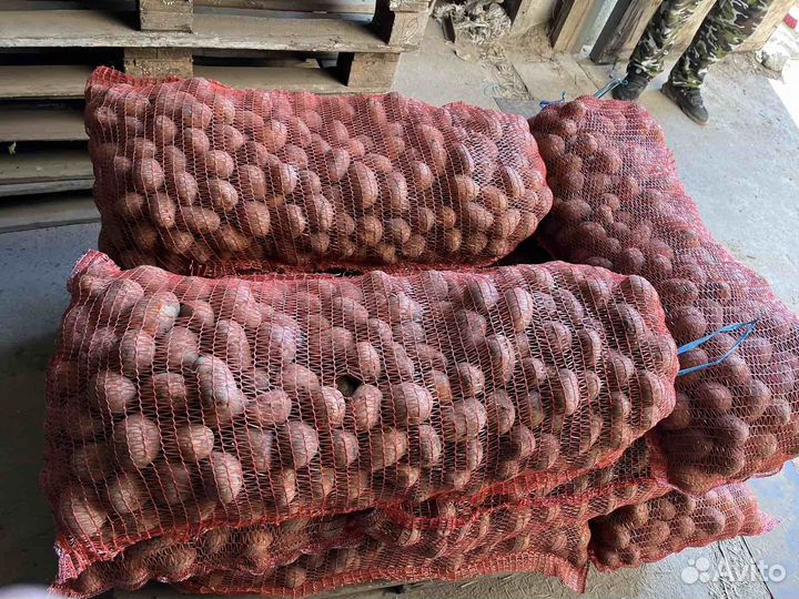 Семенной картофель 20, 30, 40, 50кг