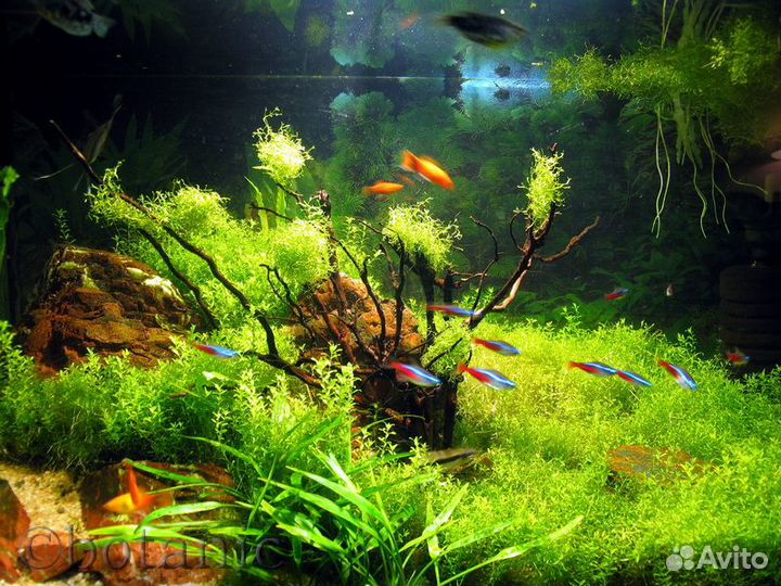 Оформление аквариума живыми растениями