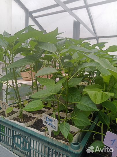 Рассада томаты,перцы, баклажаны