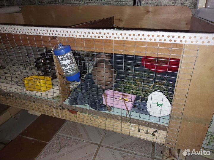 Вольер для морской свинки
