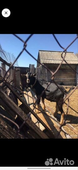 Козы с козлятами, козёл