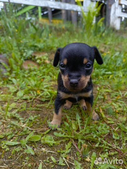 Мини той-терьер щенки