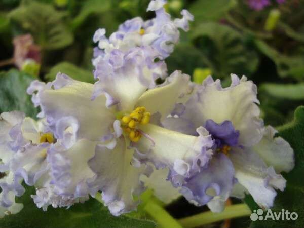 Сортовые фиалки