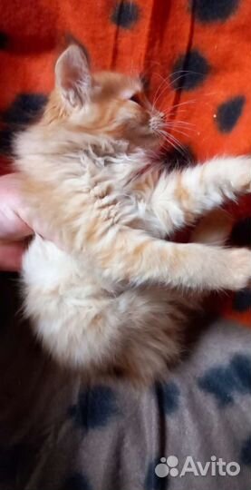 Пушистая Рыжулька