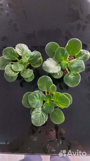 Фиалка белая