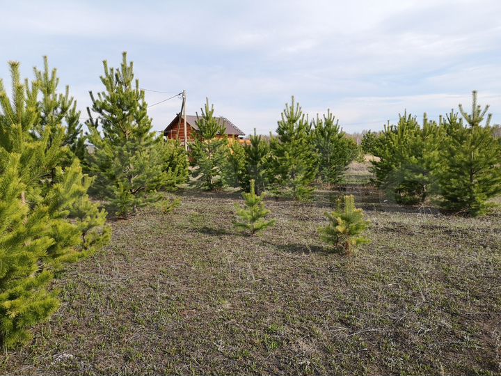 Участок 10 сот. (СНТ, ДНП)