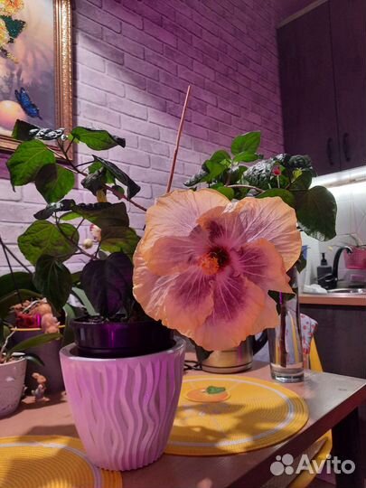 Гибискус сортовой Gabriela