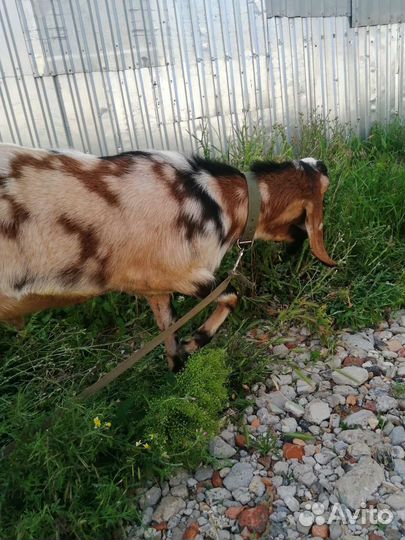 Англо нубийские козы