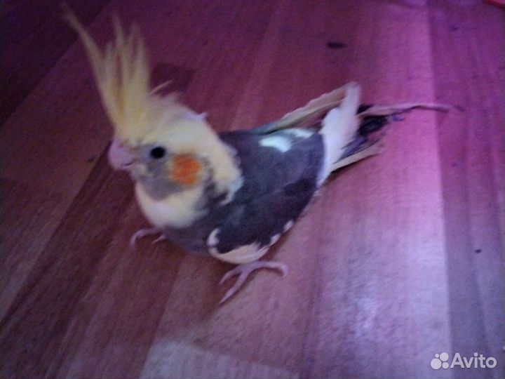 Попугай корелла птенец