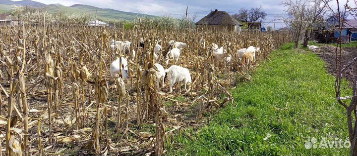 Продам коз или меняю