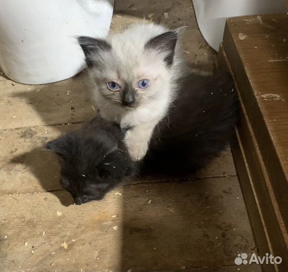 Котята в добрые руки