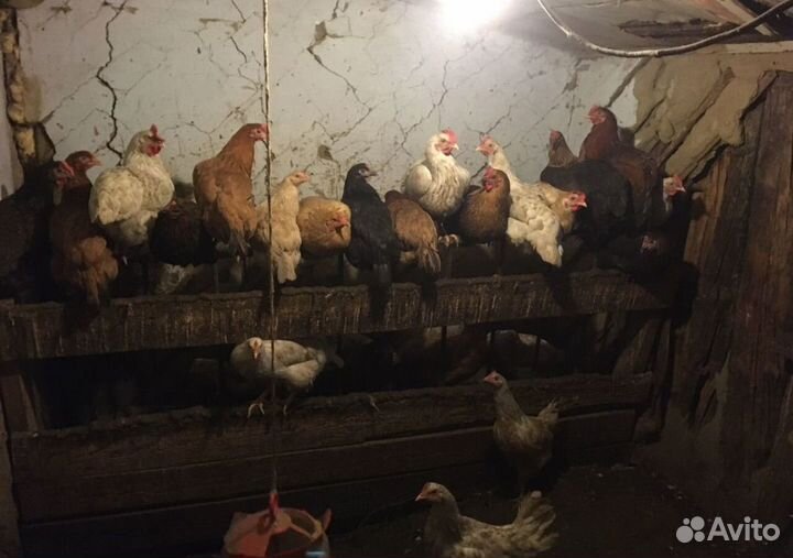 Молодые петухи