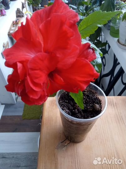 Гибискус красный махровый