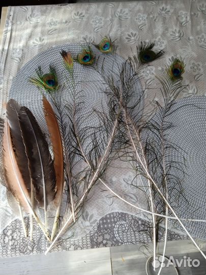 Перо павлина
