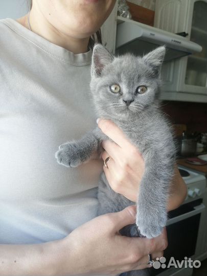 Котята шотландцы