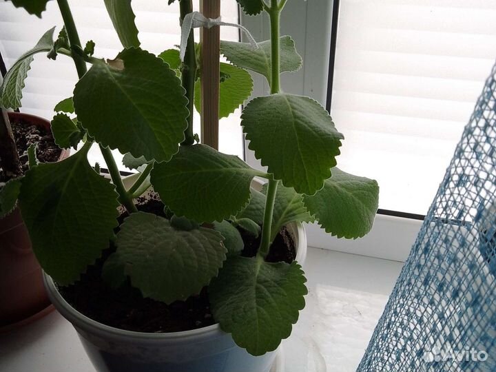 Комнатная мята