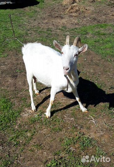 Коза дойная