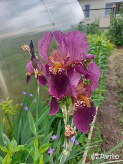 Ирисы сортовые разные