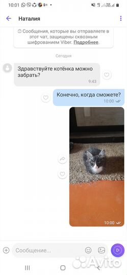 Отдам котика, в хорошие руки. Г. Бирюстнск