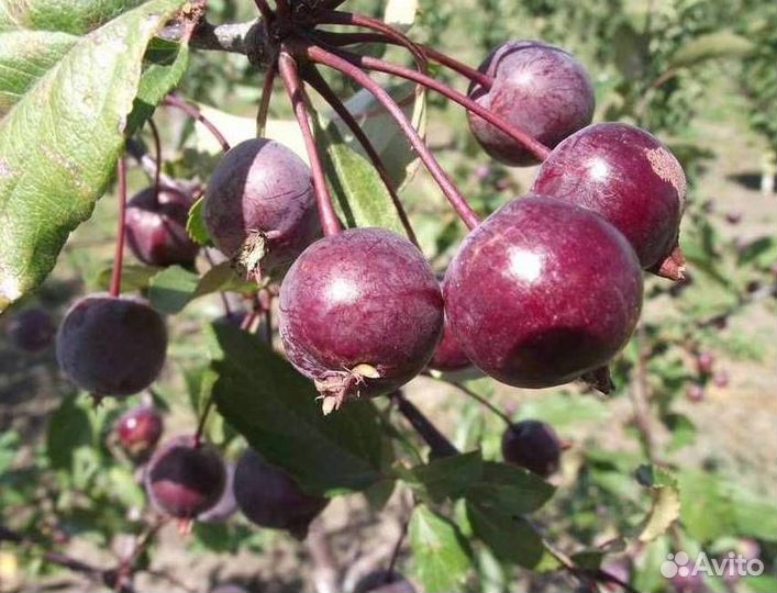 Саженцы яблони Роялти