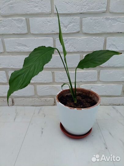 Спатифиллум