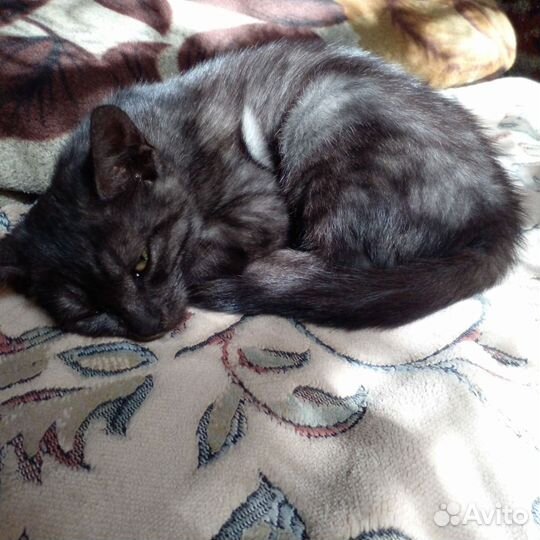 Кошки в добрые руки бесплатно