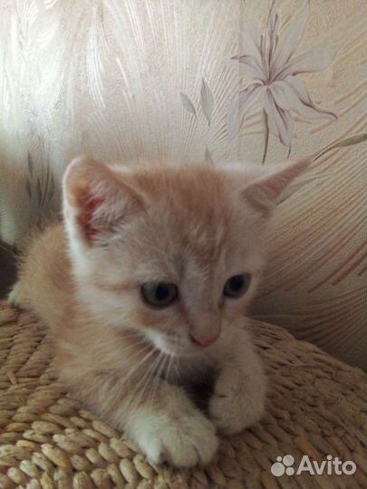 Кошки в добрые руки бесплатно