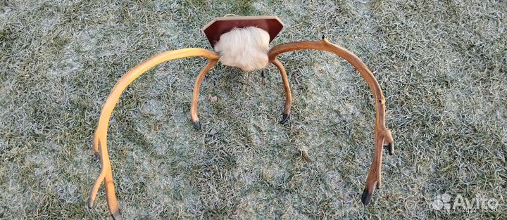 Рога оленя