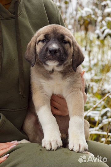Собака турецкий кангал