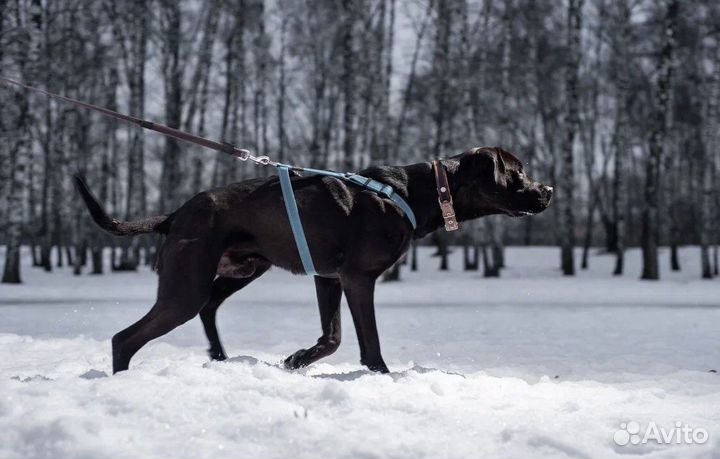 Персей готов стать лучшим другом